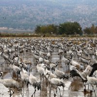 Национальный птичий заповедник  расположен в долине Хула на севере Израиля . :: vasya-starik Старик