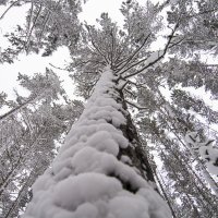 Байкальский лес :: Елена Вторушина