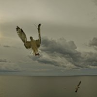 Молитва (из серии "Никогда не учите птиц летать...") :: Александр Бойко
