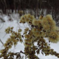 Зимние цветы :: Андрей Лукьянов