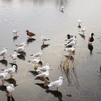 Чайки на озере :: Маргарита Батырева