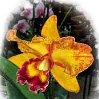 Орхидея :: Alexander Dementev