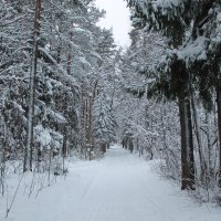 зимний лес ноябрь 2016г. :: maikl falkon 