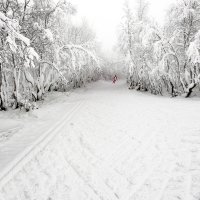 Лыжник :: Александр Неустроев