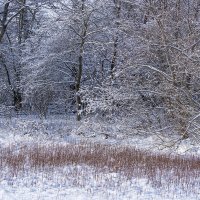 Декабрь прошлого года :: Игорь Сикорский