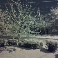 Каштан под снегом :: Дарья 