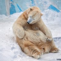 Белые медведи :: Владимир Габов