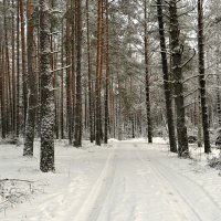 Сосновый бор в январе :: Милешкин Владимир Алексеевич 