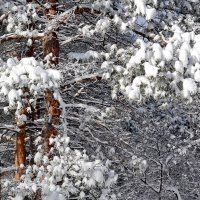 Первый снег :: Vladimir Lisunov