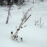 Много снегу намело . :: Мила Бовкун