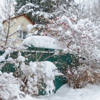 Снежный Январь :: Ирина Шарапова