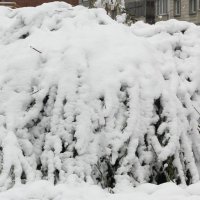 Снежный колокол :: Наталья Золотых-Сибирская