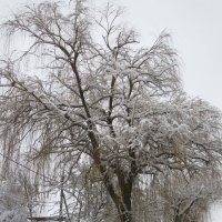 Зимняя картинка. :: Вячеслав Медведев