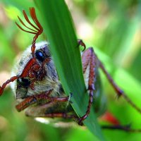 Майский жук. :: оля san-alondra