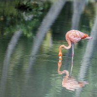 Розовый фламинго - дитя заката 3/3 :: Борис Гольдберг