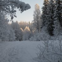 Зима :: Светлана 
