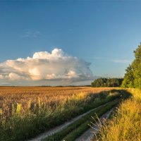 Полевыми дорогами :: Александр Березуцкий (nevant60)