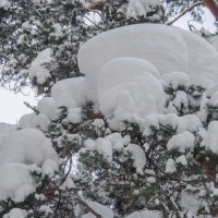 Снег, снег, снег :: Oksana 