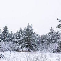 Выпал снег. :: Владимир M