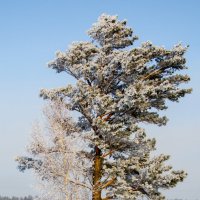 Две подруги у дороги :: Константин Батищев