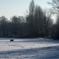 зима :: Ольга Барчан