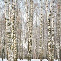 Сказочный лес :: Светлана Ларионова