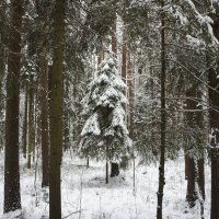 Прогулка по заснеженному лесу :: Елена Павлова (Смолова)
