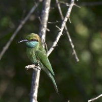 Щурка. Малая Зеленая. Национальный парк Яла. Шри Ланка. Little Green Bee-eater. :: Юрий Воронов