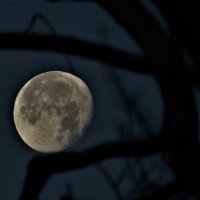 Заблудившаяся луна :: Николай Сапегин