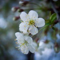 Цветение яблони :: Полина Шлапакова