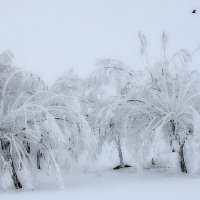 белый пейзаж :: павел бритшев 