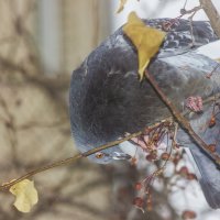 Лакомство :: Дмитрий Костоусов