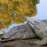 крокодил греется на солнце :: vasya-starik Старик