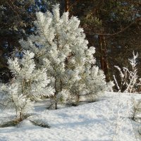 Молодое поколение большого леса :: Владимир Звягин