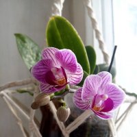 Орхидея. :: Анна 