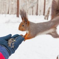 Шпагат :: Анатолий Иргл