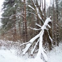 В зимнем лесу. :: Ольга Кривых