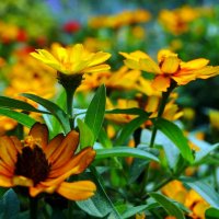 Цветы в рязанском парке :: Алексей Матвейчик
