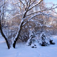 мягкое утро... :: Галина Флора