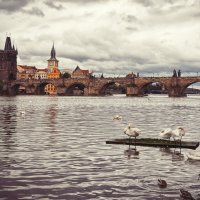 Лебеди на Влтаве на фоне Карлового моста :: Сергей Кокотчиков