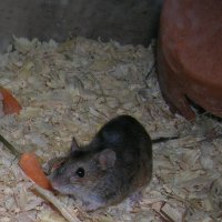 Полевая мышь :: Сергей Владимирович Егоров