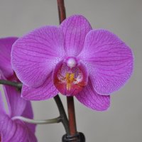 орхидея :: Владимир 