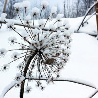 зима в лесу :: Сергей Кочнев