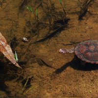 Свобода. Чистая вода. Солнце. Что еще нужно для счастья?! :: Лара Гамильтон