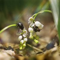 В предчувствии весны :: Анна Чернобай