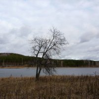 Высохшее дерево у озера. :: Оксана Волченкова