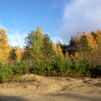 Лес в глинистой местности осенью. :: Оксана Волченкова