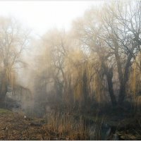 Утренний туман :: Евгений Кочуров