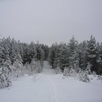 Сосновый лес в снегу и инее :: Оксана Волченкова