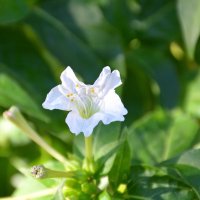 Белый цветик. :: Оля Богданович